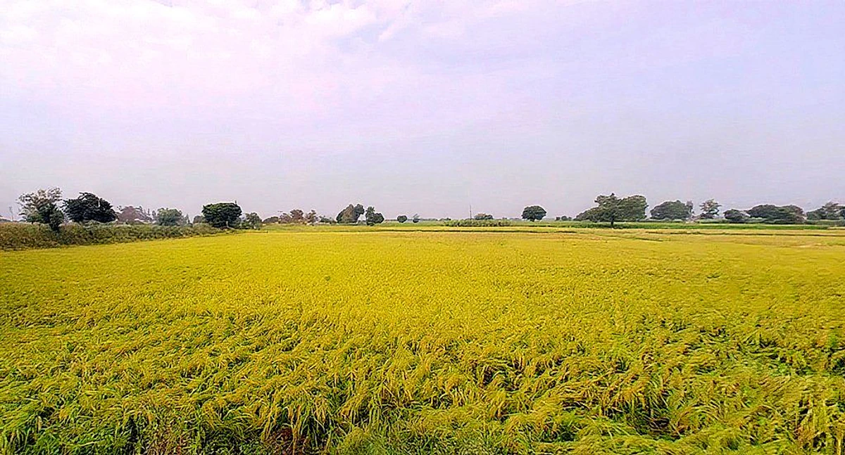 Jattari, Uttar Pradesh 202137, India