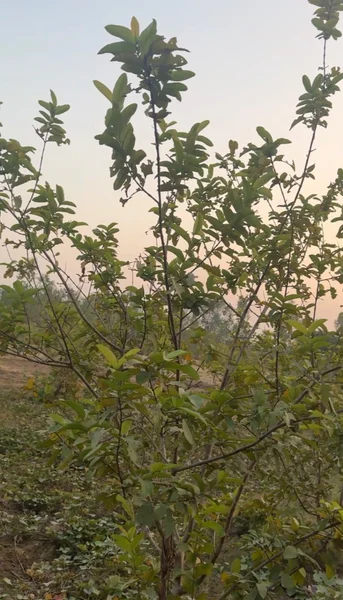 Gokulpur, Uttar Pradesh, India preview 3