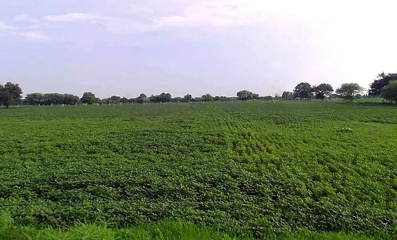 Imaliya, Madhya Pradesh 475661, India preview 3