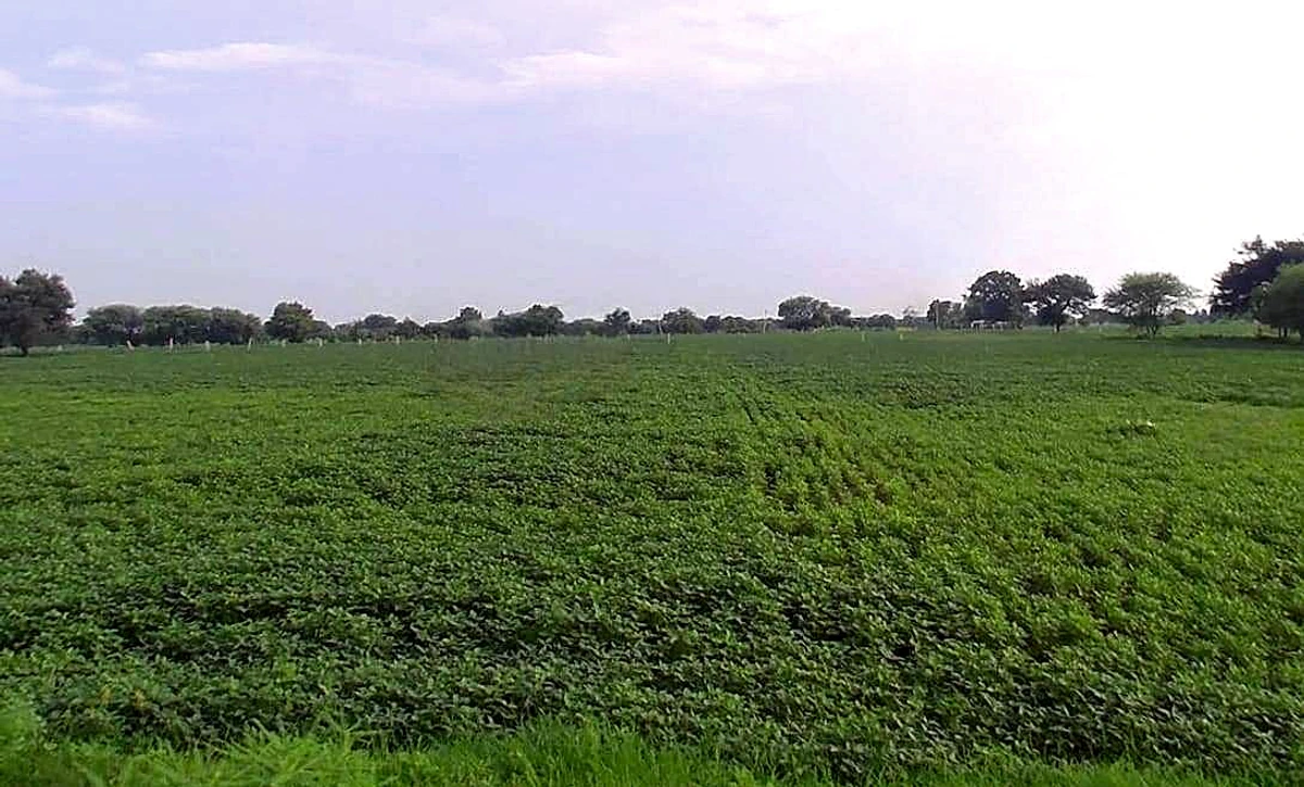 Imaliya, Madhya Pradesh 475661, India