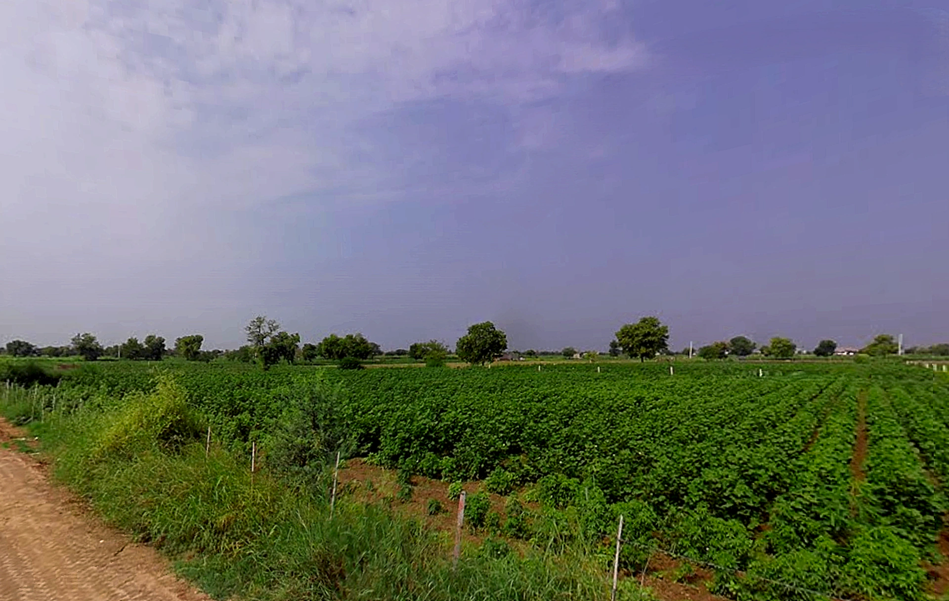 Talwandi Rana, Haryana 125005, India