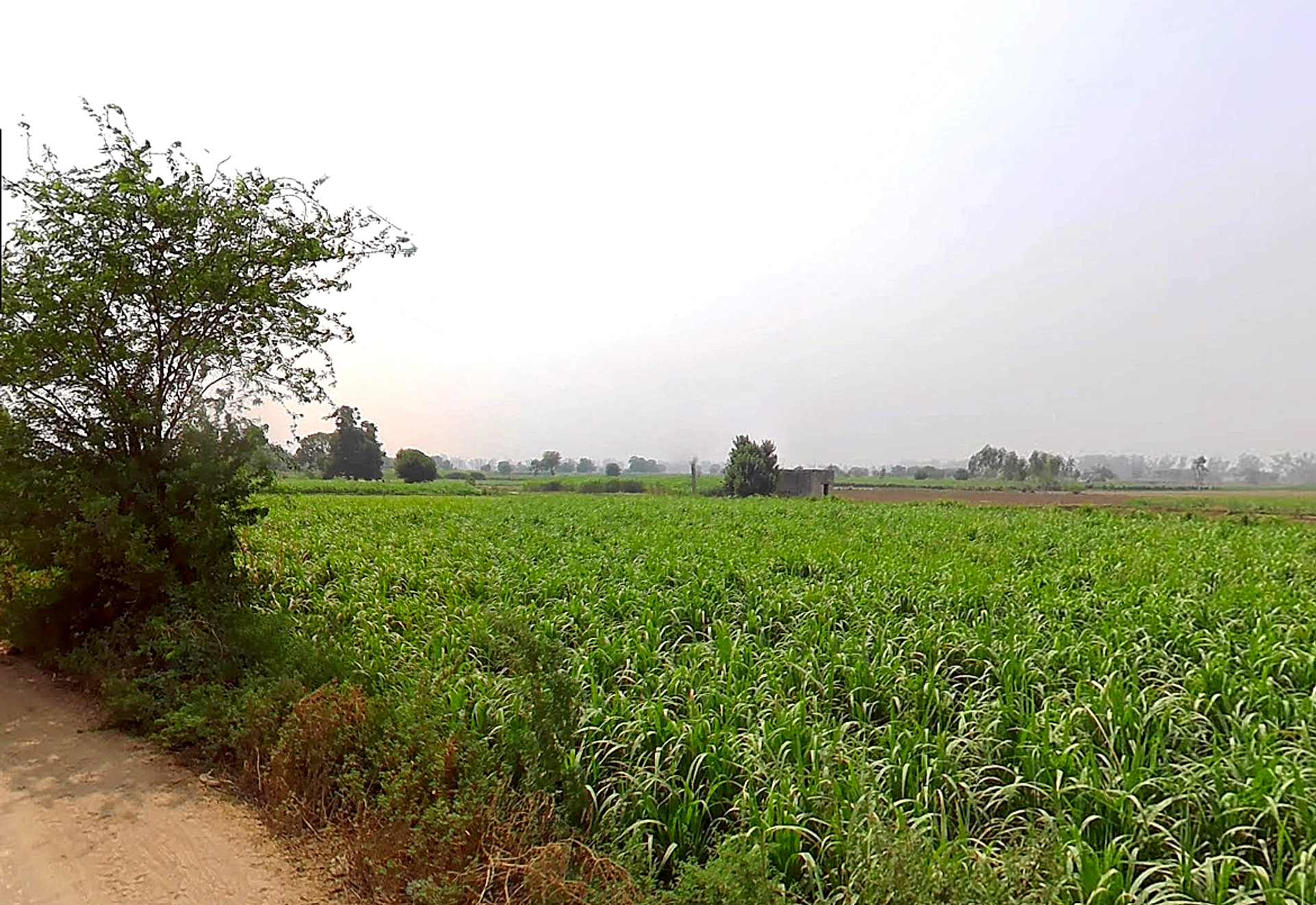 Butana, Haryana 131302, India