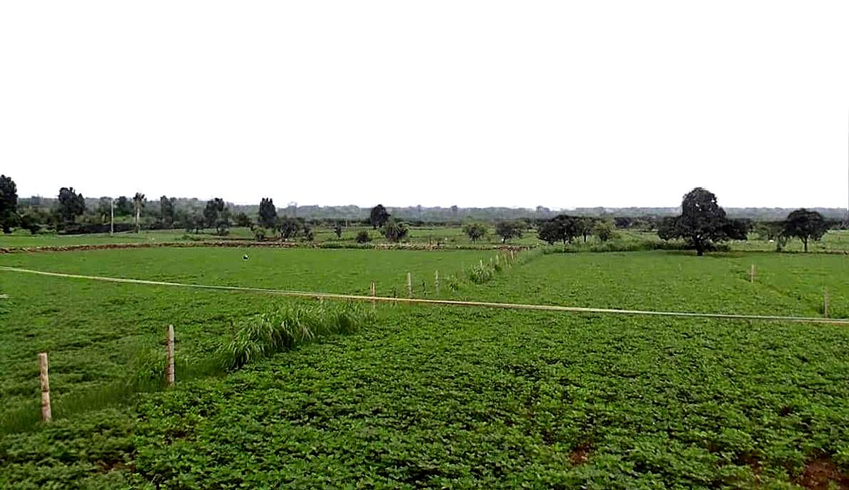 Alahada Khedi, Madhya Pradesh 466001, India