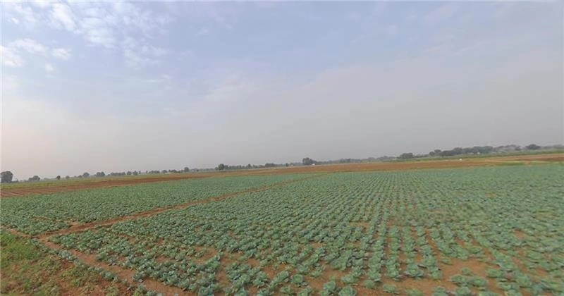 Viramgam, Gujarat 382150, India