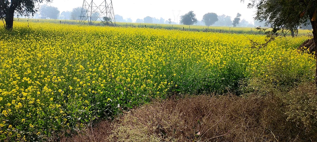 Butyana, Rajasthan 301021, India