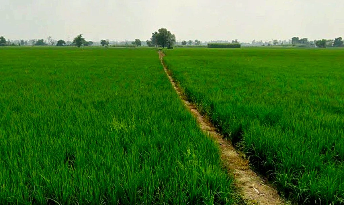 PG7P+J69, Simga - Kawardha Rd, Berla, Bemetara, Chhattisgarh 491335, India