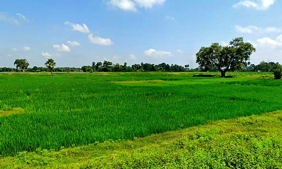 Rasni, Chhattisgarh 493441, India