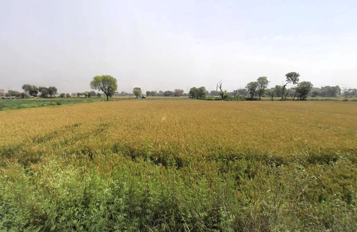 Agricultural Land in Ballabgarh/pahladpur, Faridabad