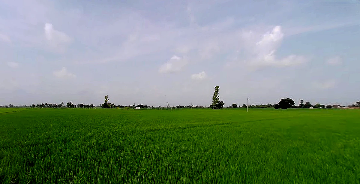 Rajpura, Punjab, India