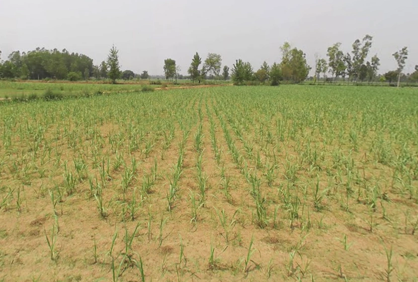 Asilpur, Uttar Pradesh, India