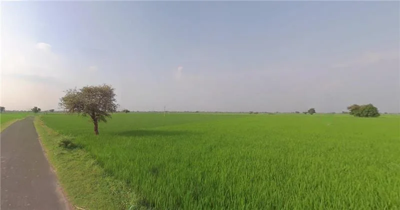 Agricultural Land in Matar/nadhanpur, Kheda