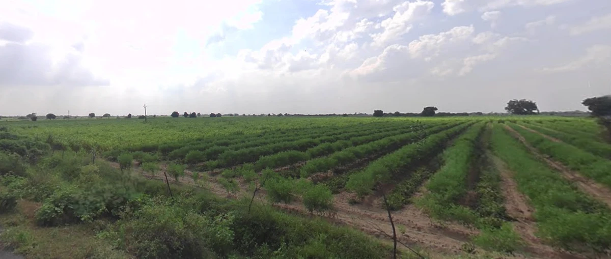 RPGR+H5 Dhabda, Gujarat, India