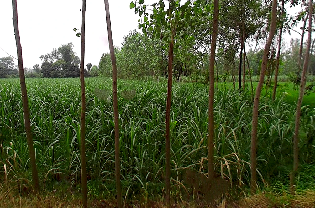 2MJJ+QJM, Unnamed Road, Badhedi, Uttar Pradesh 247001, India