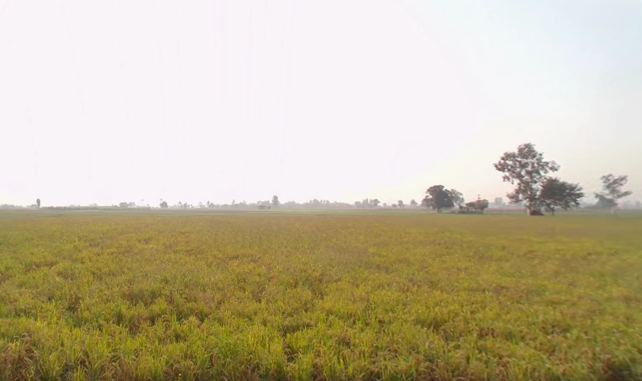 Patran, Punjab 140307, India