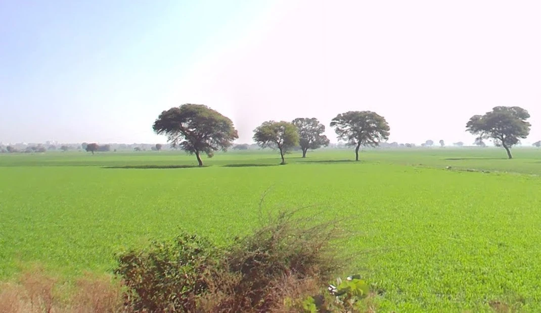 Agricultural Land in Bhidota khurd, Dhar