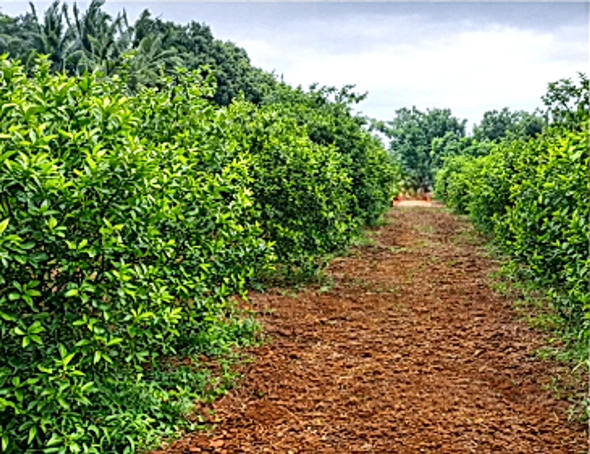 RJ4X+4Q Chennavaram, Andhra Pradesh, India