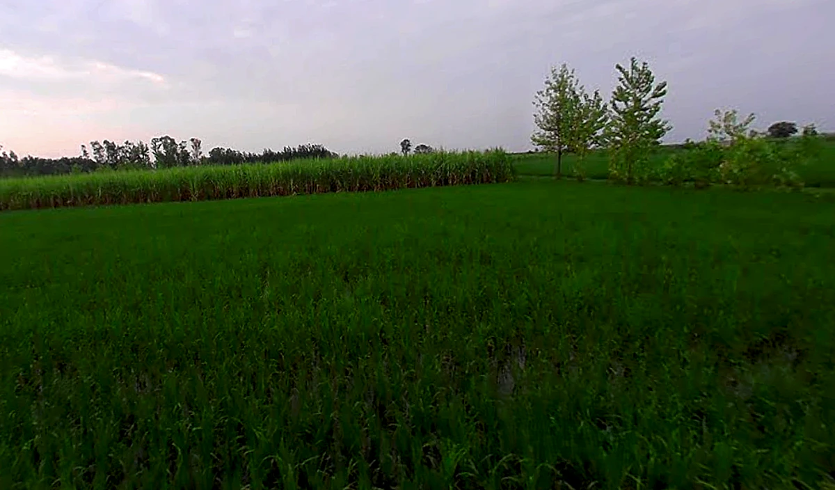 Ahamadwala, Uttar Pradesh, India