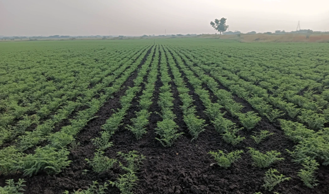 Hiriyur, Karnataka, India