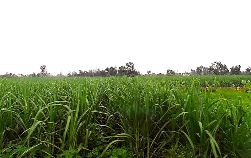 Laksar, Uttarakhand 247663, India preview 2