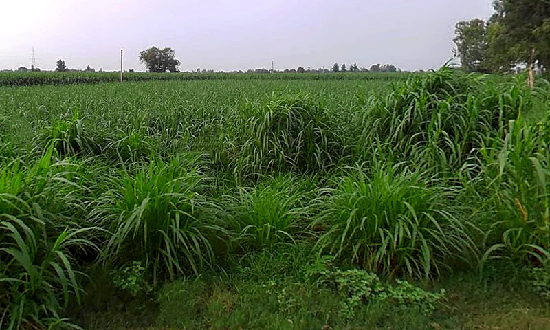 Jansath, Uttar Pradesh 251314, India preview 3