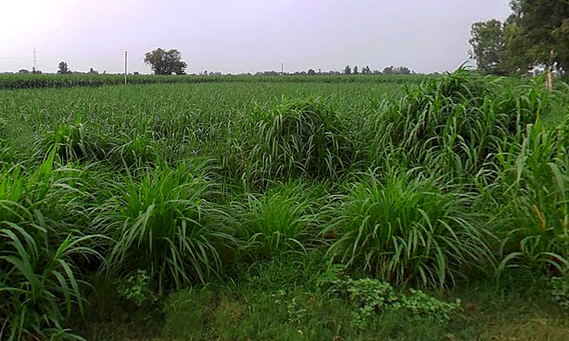 Jansath, Uttar Pradesh 251314, India