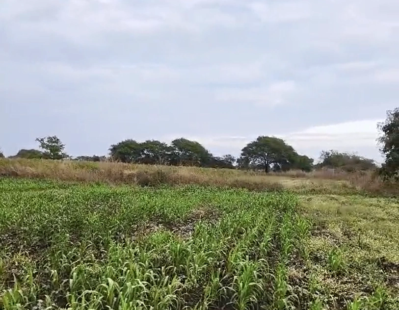 68XG+XM Telkur, Karnataka, India