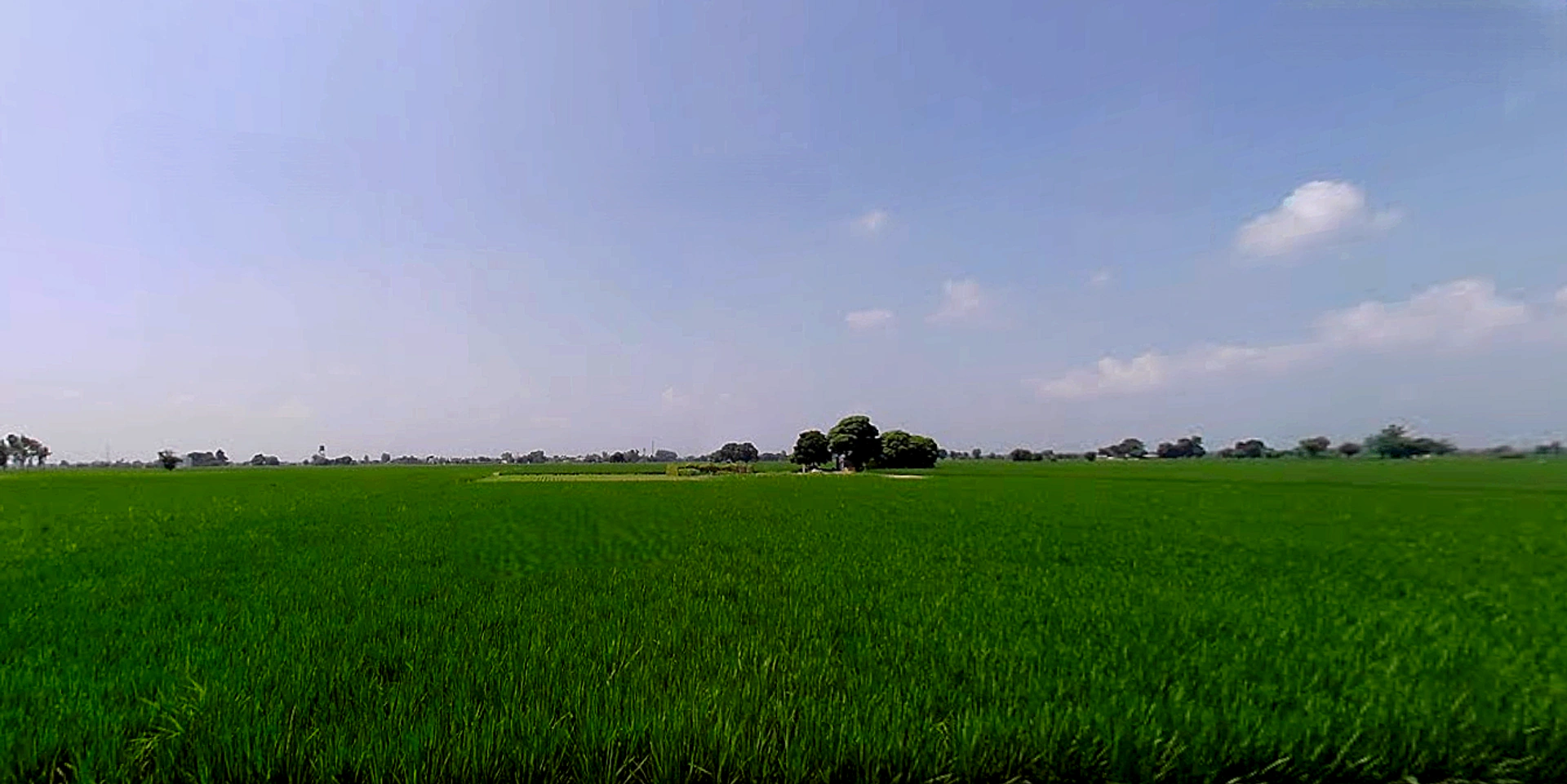 Rajpura, Punjab, India