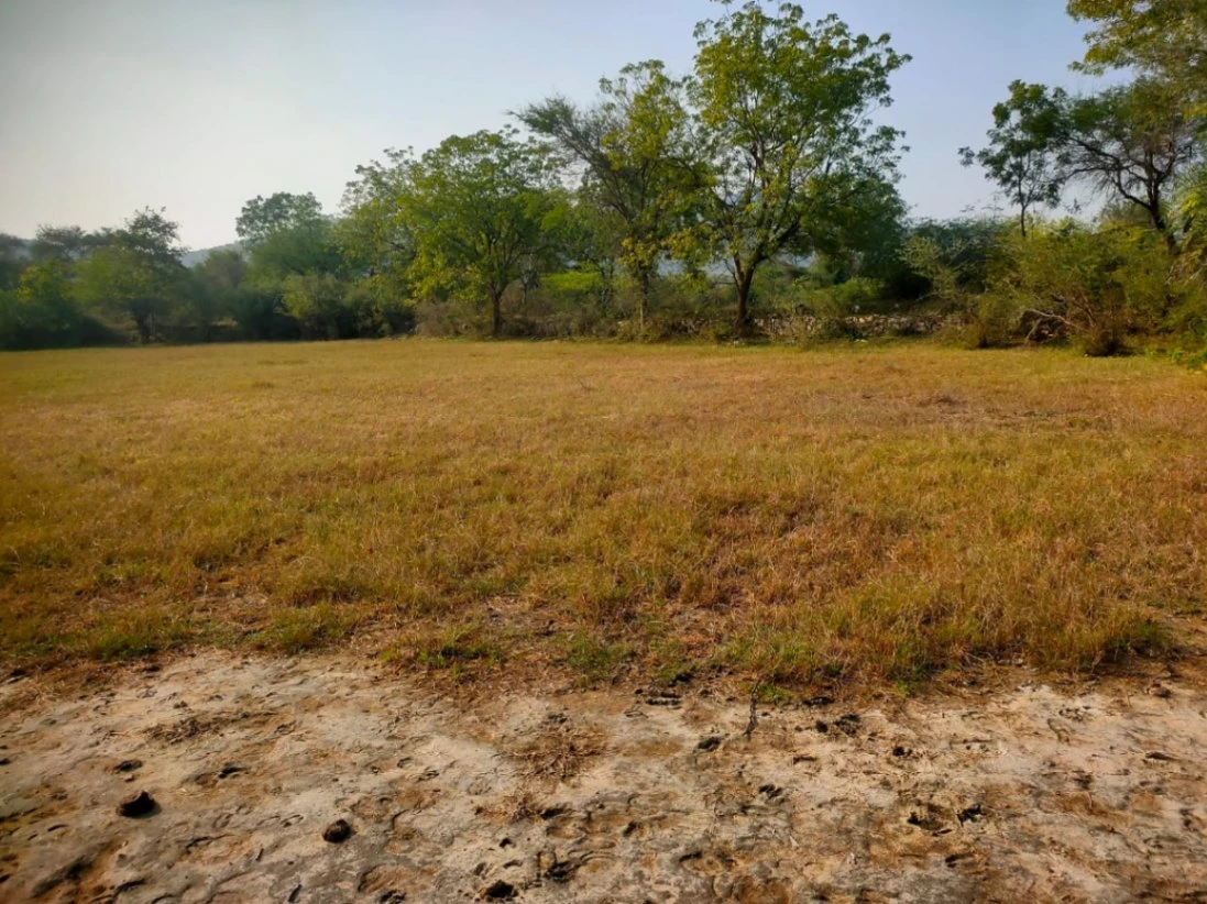 8WP8+5J Wailwari, Rajasthan, India