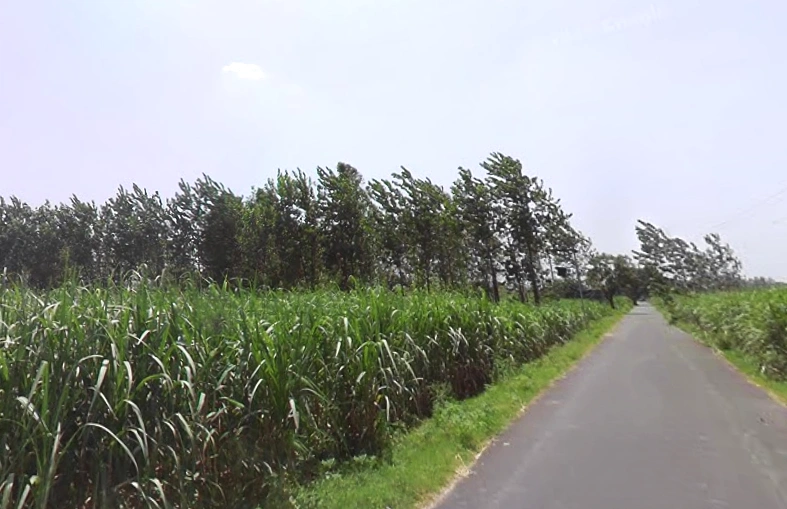 Chuchawali, Uttar Pradesh 245205, India