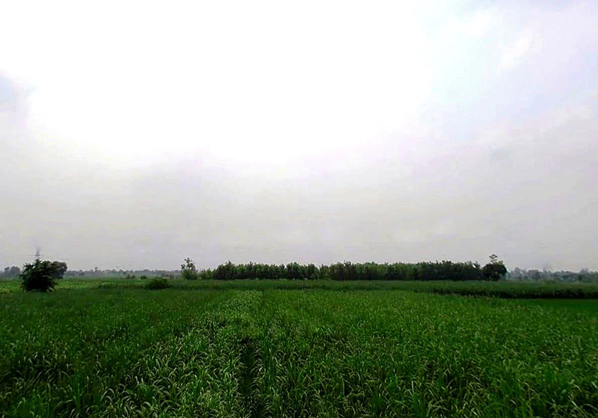 98HG+277, Salfa, Uttar Pradesh 247775, India