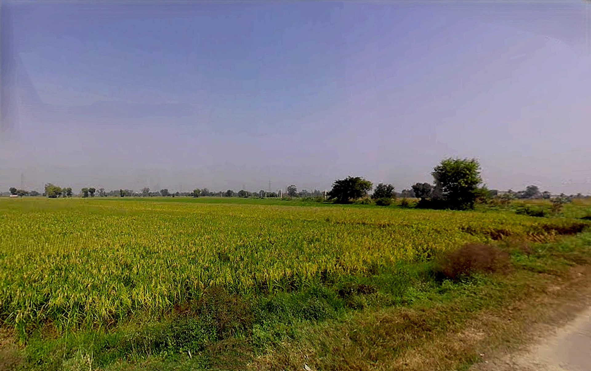 Ranwari, Uttar Pradesh 281401, India