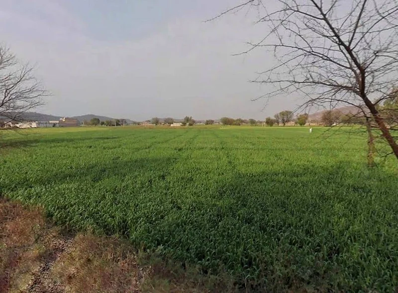 CQRQ+89Q, Pali, Rajasthan 301001, India preview 3