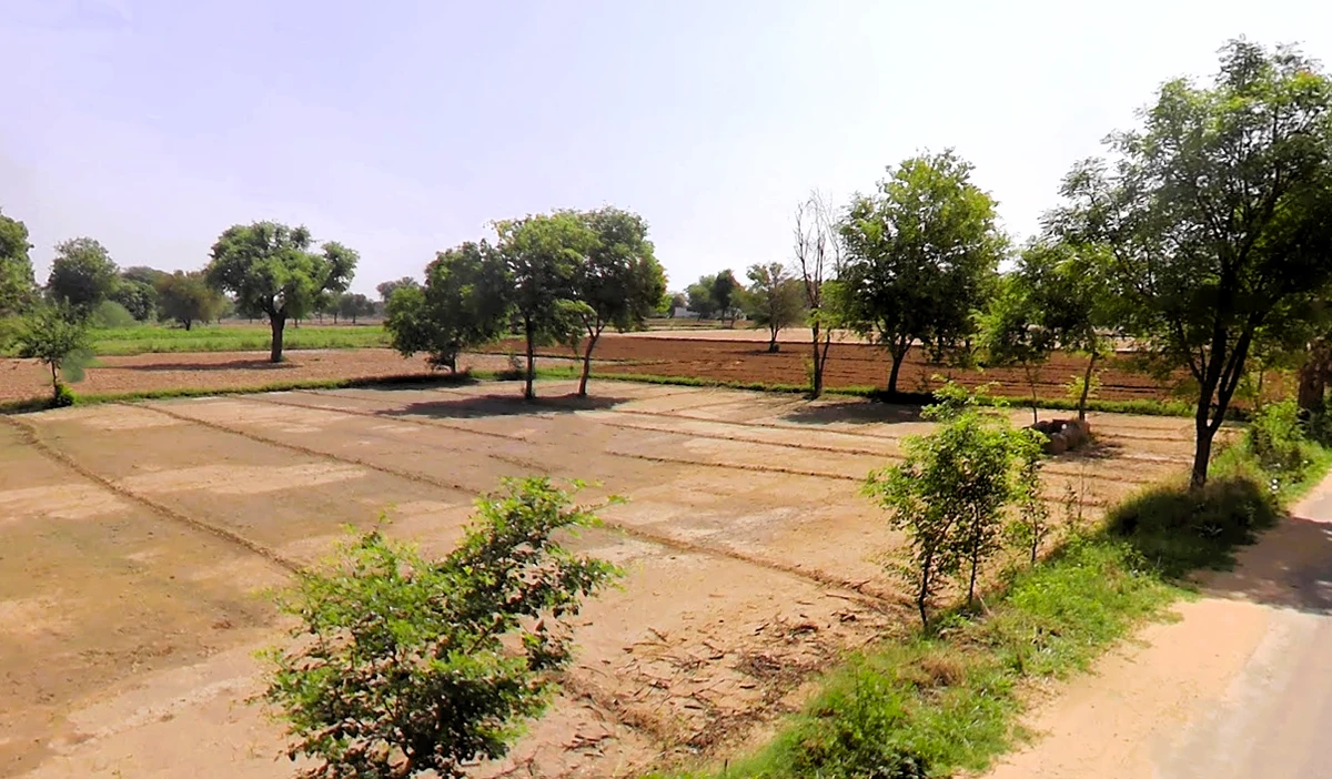 Agricultural Land in Mahendragarh/koka, Mahendragarh