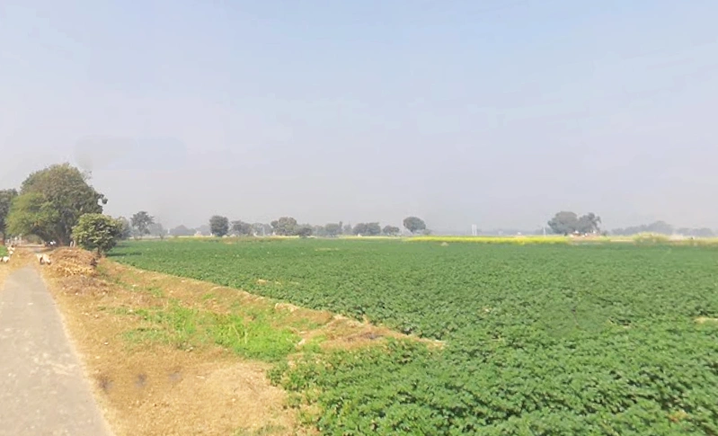 2VCW+RF Chandi Musta, Uttar Pradesh, India