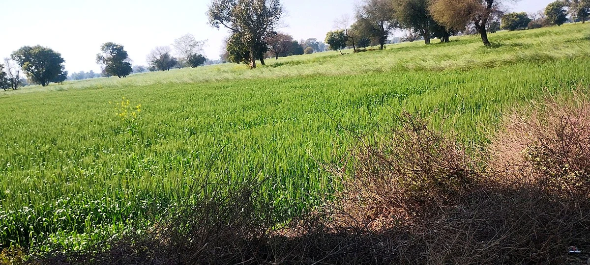 Imlali, Rajasthan, India