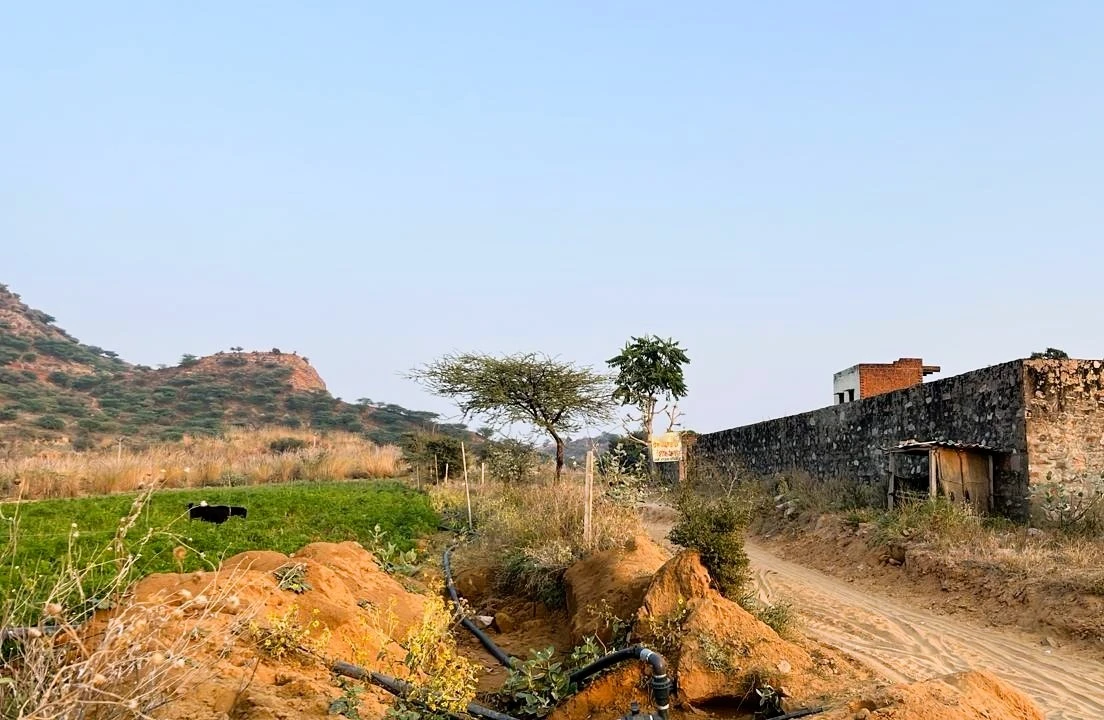 Agricultural Land in Narnaul/panchnota, Mahendragarh