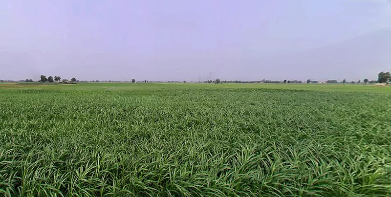 Bhadson Rd, Ranjit Nagar, Patiala, Punjab, India preview 2