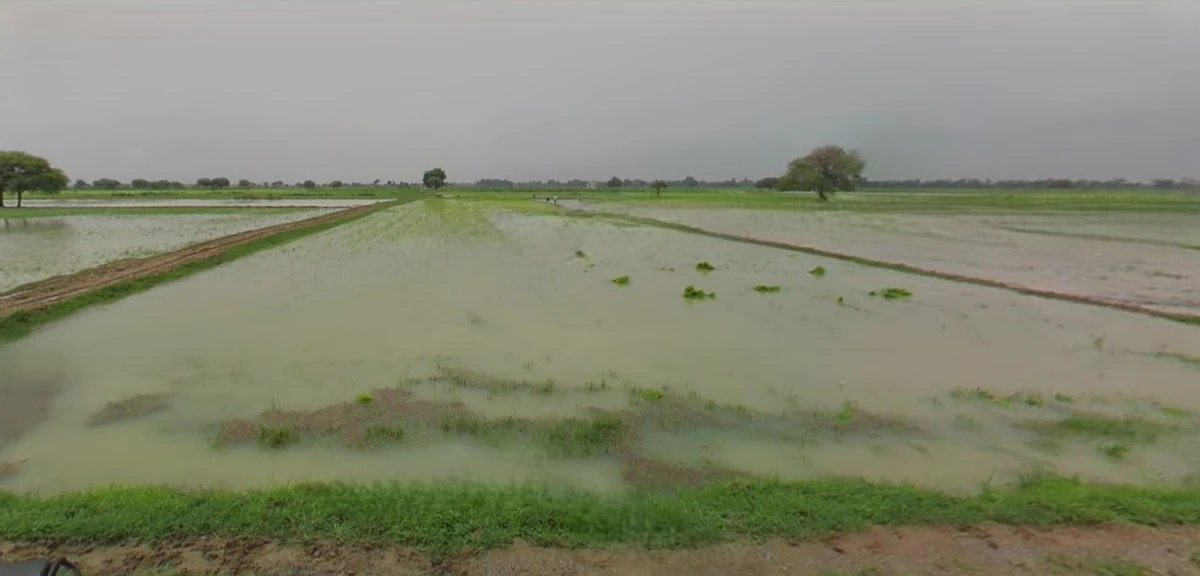 Kothi, Madhya Pradesh 485666, India