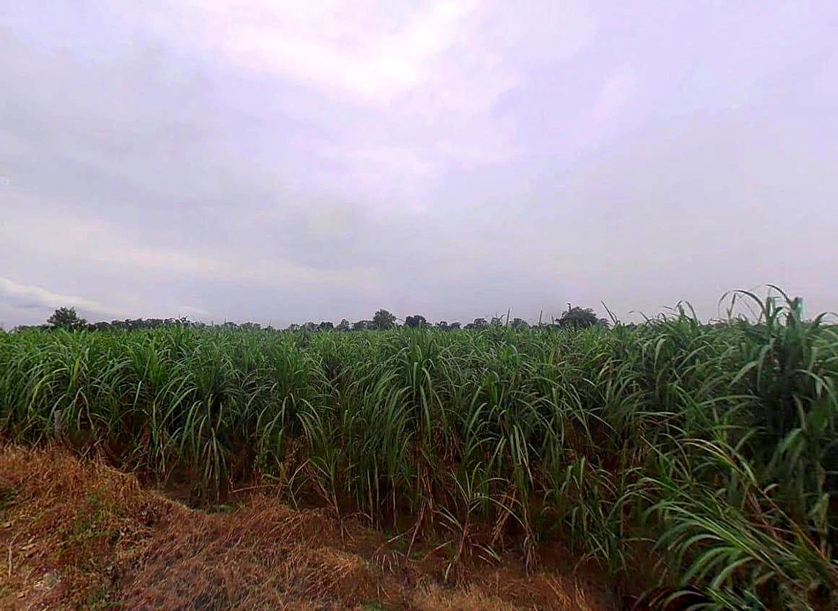 VG4G+M96, Painga, Uttar Pradesh 201204, India