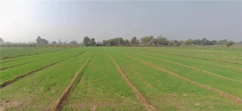 Roziya, Gujarat 361210, India