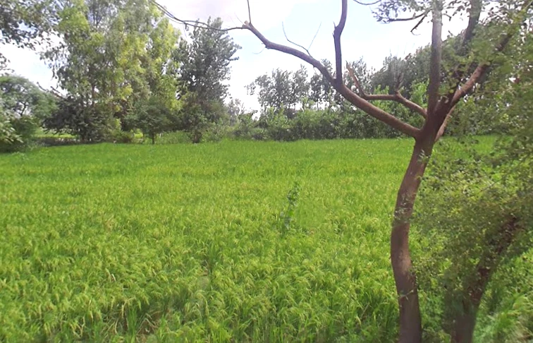 Gangapur, Uttar Pradesh 203393, India