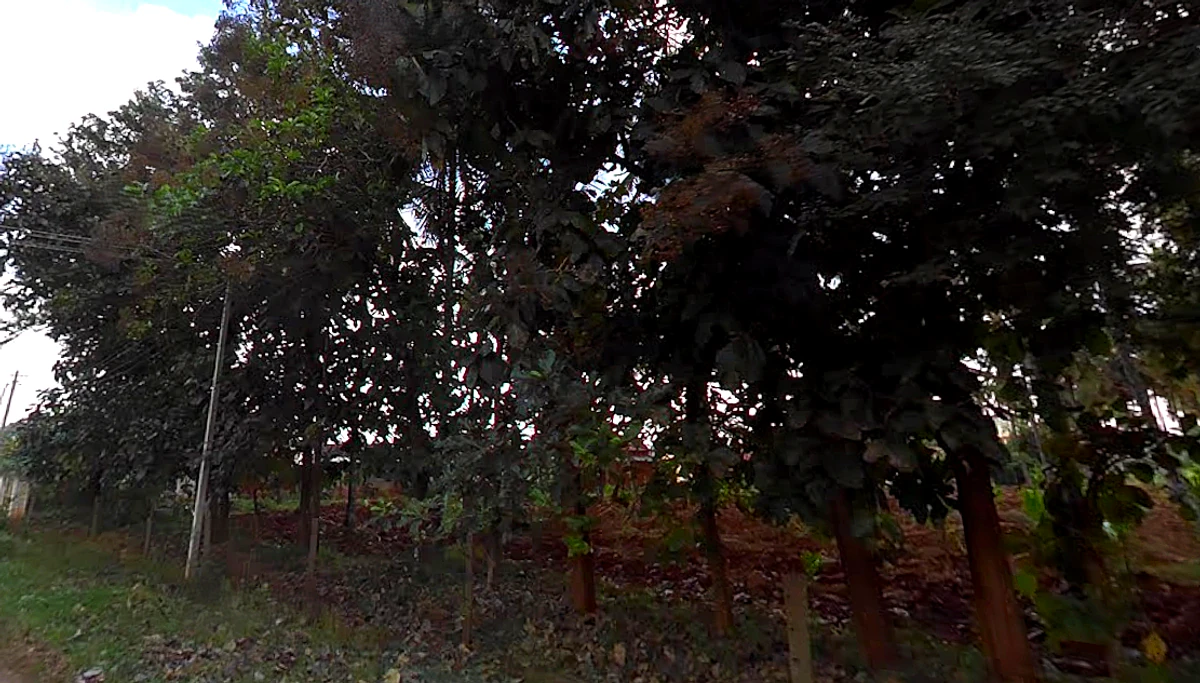 WPPQ+CX, Ballahalli, Karnataka 571109, India