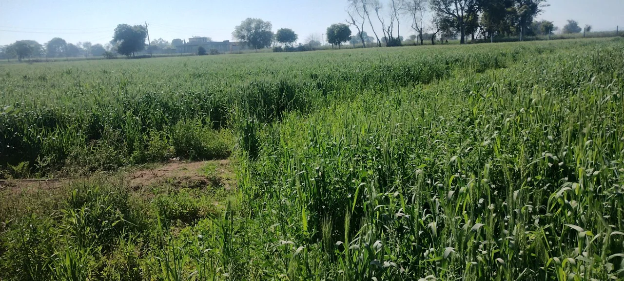 Mandawar, Rajasthan 321609, India preview 2