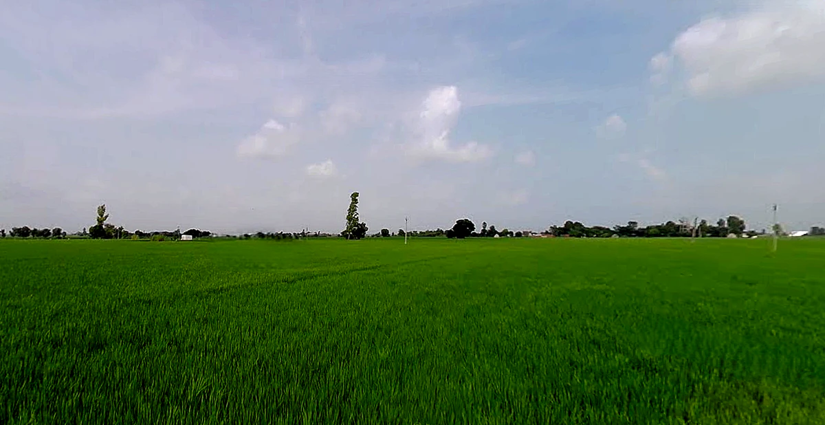 Rajpura, Punjab, India