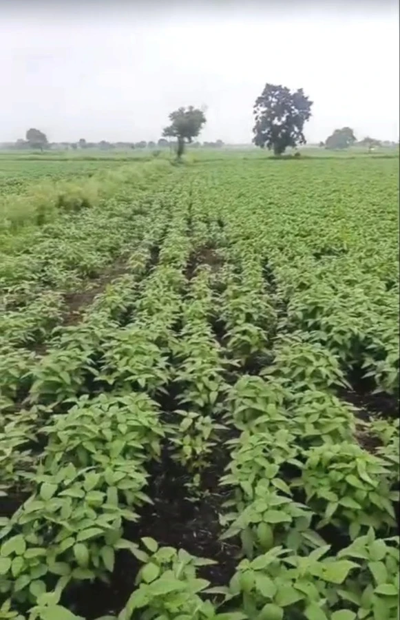 Sanawad, Madhya Pradesh, India