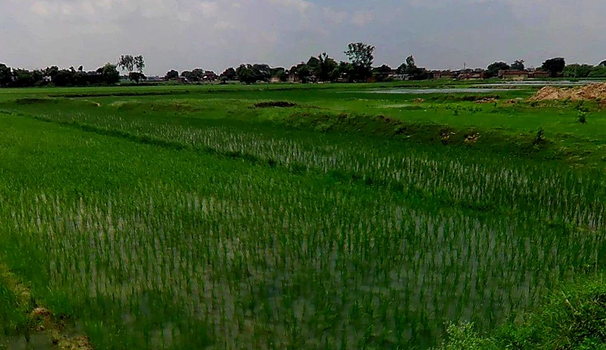 Bhadra, Chhattisgarh 493332, India