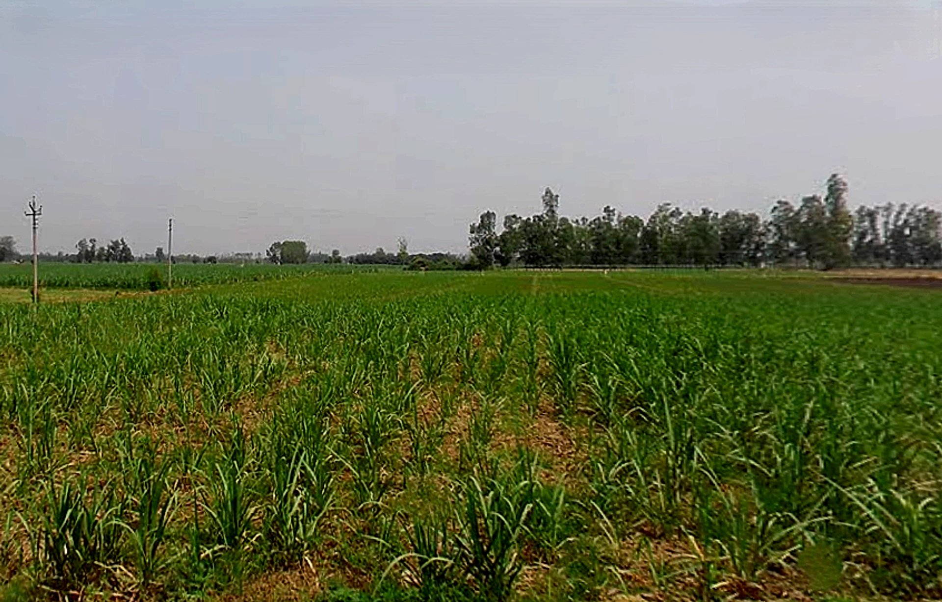 Kithaur, Uttar Pradesh 250104, India