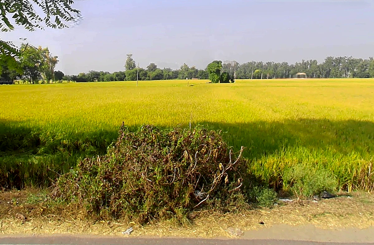 Jiwan Nagar, Haryana 125075, India