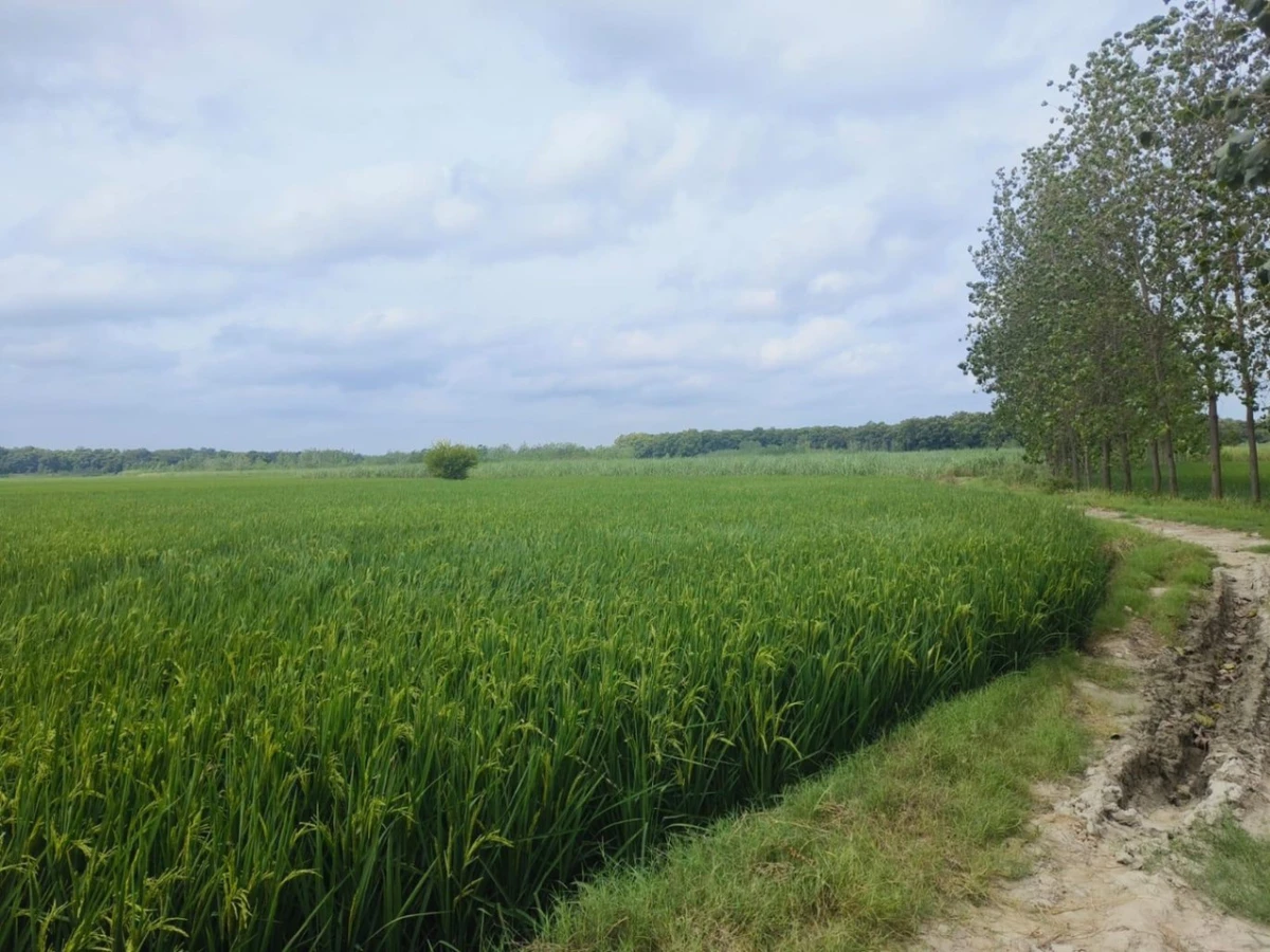 Sherpur, Uttar Pradesh 233234, India