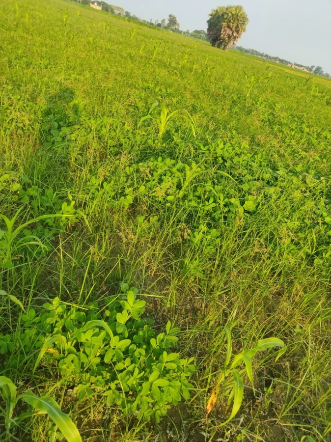 Pilibhit, Uttar Pradesh 262001, India